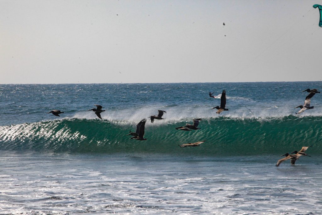 A beautiful wave breaking while pelicans fly by