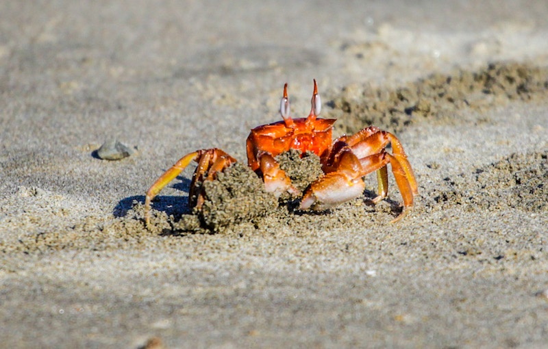 A orange crab in Peru beach